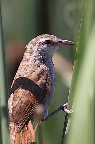 Curve-billed reedhaunter